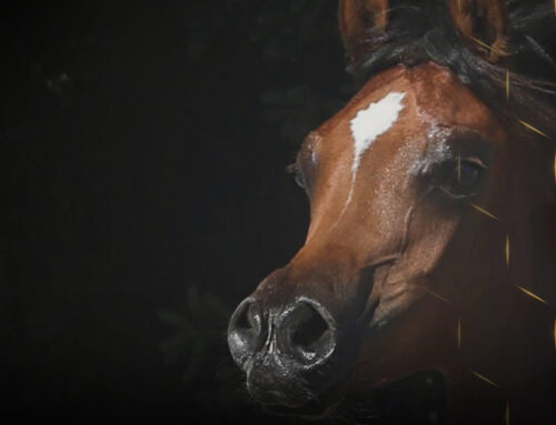 Breeding Arabian Horse for Qatar