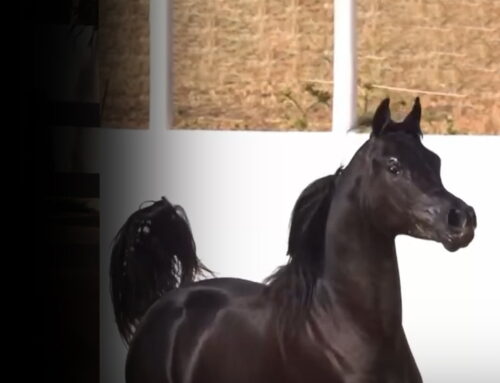 Leading Arabian Horse Breeder for Global Sale – Stallions, Mares, and Studs Available