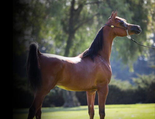 Mares, Stallions, and Studs for Global Sales