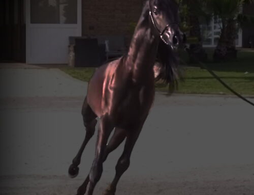 Arabian Horse Breeder Serving Saudi Arabia