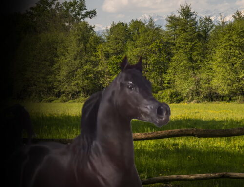 Arabian Horse Breeder for California’s Buyers