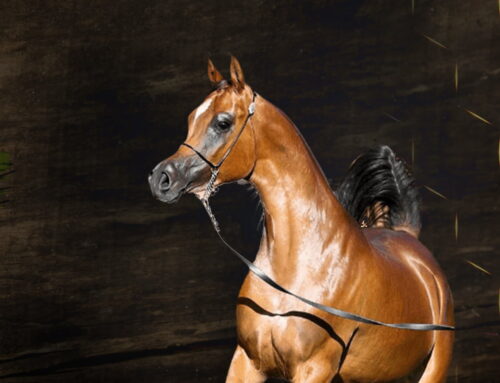 Arabian Horse Breeder Serving Worldwide
